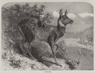 Muskushert
